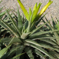 Deuterocohnia scapigera