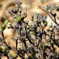 Dicrocaulon brevifolium