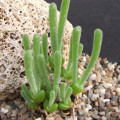 Dicrocaulon grandiflorum
