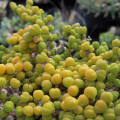 Dicrocaulon humile