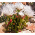 Dicrocaulon nodosum