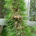 Didierea madagascariensis
