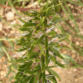 Didierea trolli