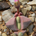 Didymaotus lapidiformis