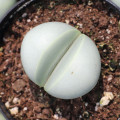 Dinteranthus inexpectatus