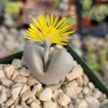 Dinteranthus microspermus