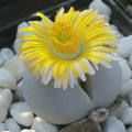 Dinteranthus pole-evansii