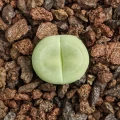 Dinteranthus puberulus