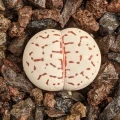 Dinteranthus vanzylii