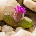 Diplosoma luckhoffii