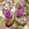 Diplosoma retroversum