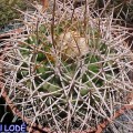 Discocactus Bahiensis