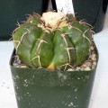 Discocactus Boliviensis