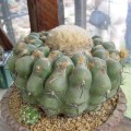 Discocactus Heptacanthus