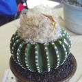 Discocactus Horstii