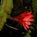 Disocactus Ackermannii