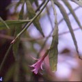 Disocactus Biformis