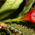 Disocactus Cinnabarinus