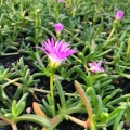 Disphyma crassifolium