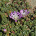 Disphyma dunsdonii