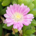 Disphyma papillatum