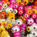 Dorotheanthus bellidiformis