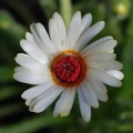 Dorotheanthus maughanii