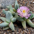 Dracophilus dalaetianus