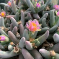 Dracophilus proximus