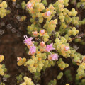 Drosanthemopsis diversifolia