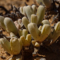 Drosanthemopsis vaginata
