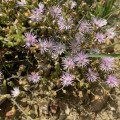 Drosanthemum acutifolium
