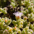 Drosanthemum albens