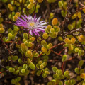 Drosanthemum albiflorum