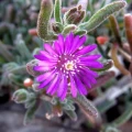 Drosanthemum ambiguum