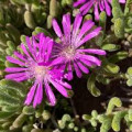 Drosanthemum archeri