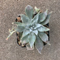 Dudleya abramsii