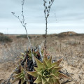 Dudleya acuminata