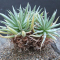 Dudleya albiflora
