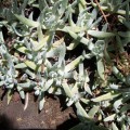 Dudleya Albiflora