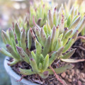 Dudleya anomola