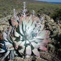 Dudleya anthonyi