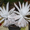 Dudleya Anthonyi