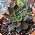 Echeveria affinis