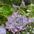 Echeveria 'Afterglow'