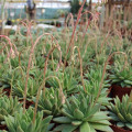 Echeveria agavoides