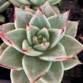 Echeveria agavoides 'Aquamarine'