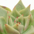 Echeveria agavoides 'Corderoyi'