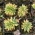 Echeveria agavoides 'Corderoyi Cristata'