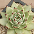 Echeveria agavoides 'Maria'